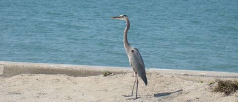 Een vogel die op een zanderig strand staat, met een waterpartij op de achtergrond.
