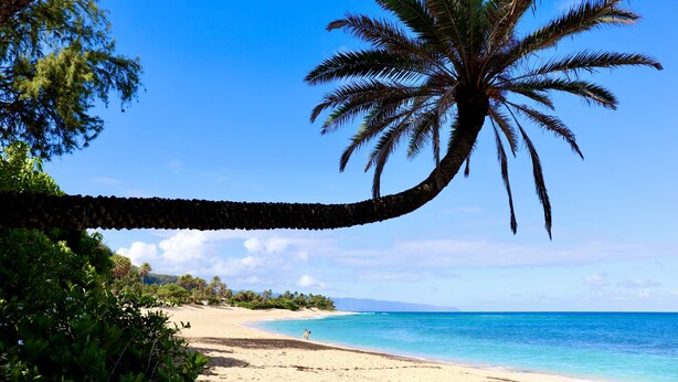 Ein Strand mit einer Palme, blauem Himmel und sandigem Ufer.