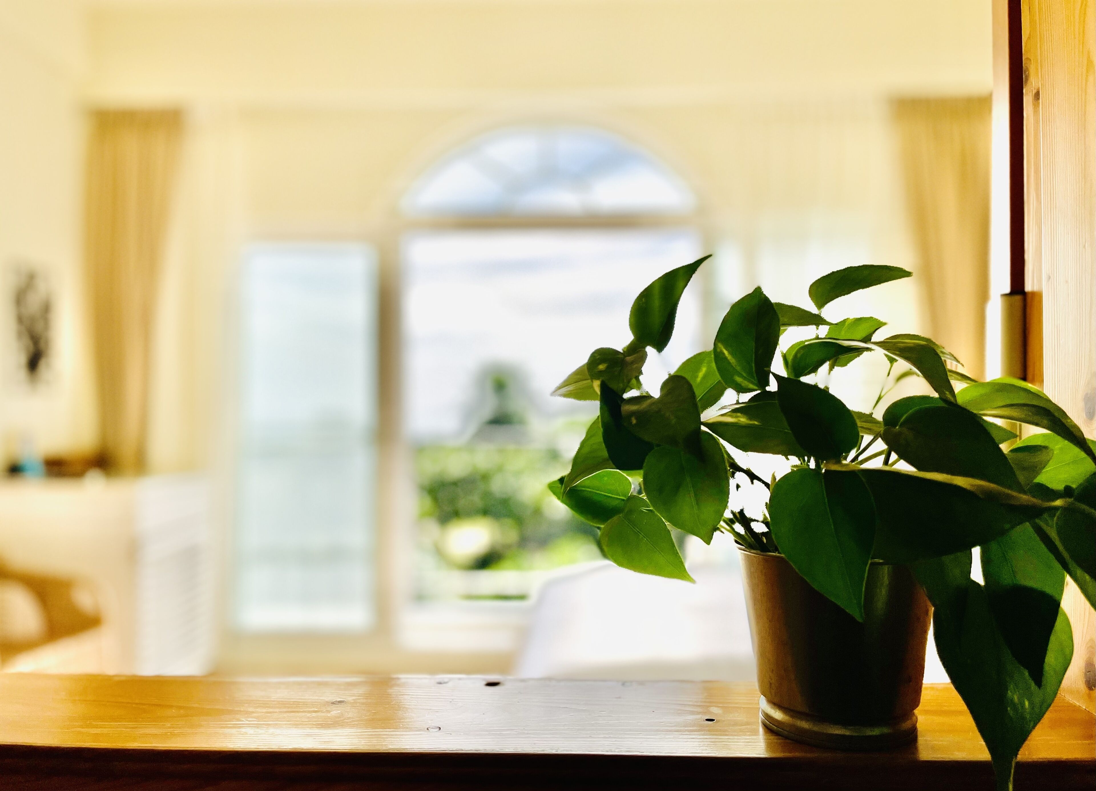 Una planta en maceta sobre una superficie de madera, con vista a una habitación y un ventanal.