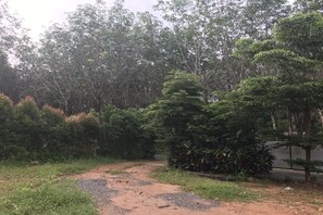 A dirt path leading through a wooded area with dense trees and bushes.