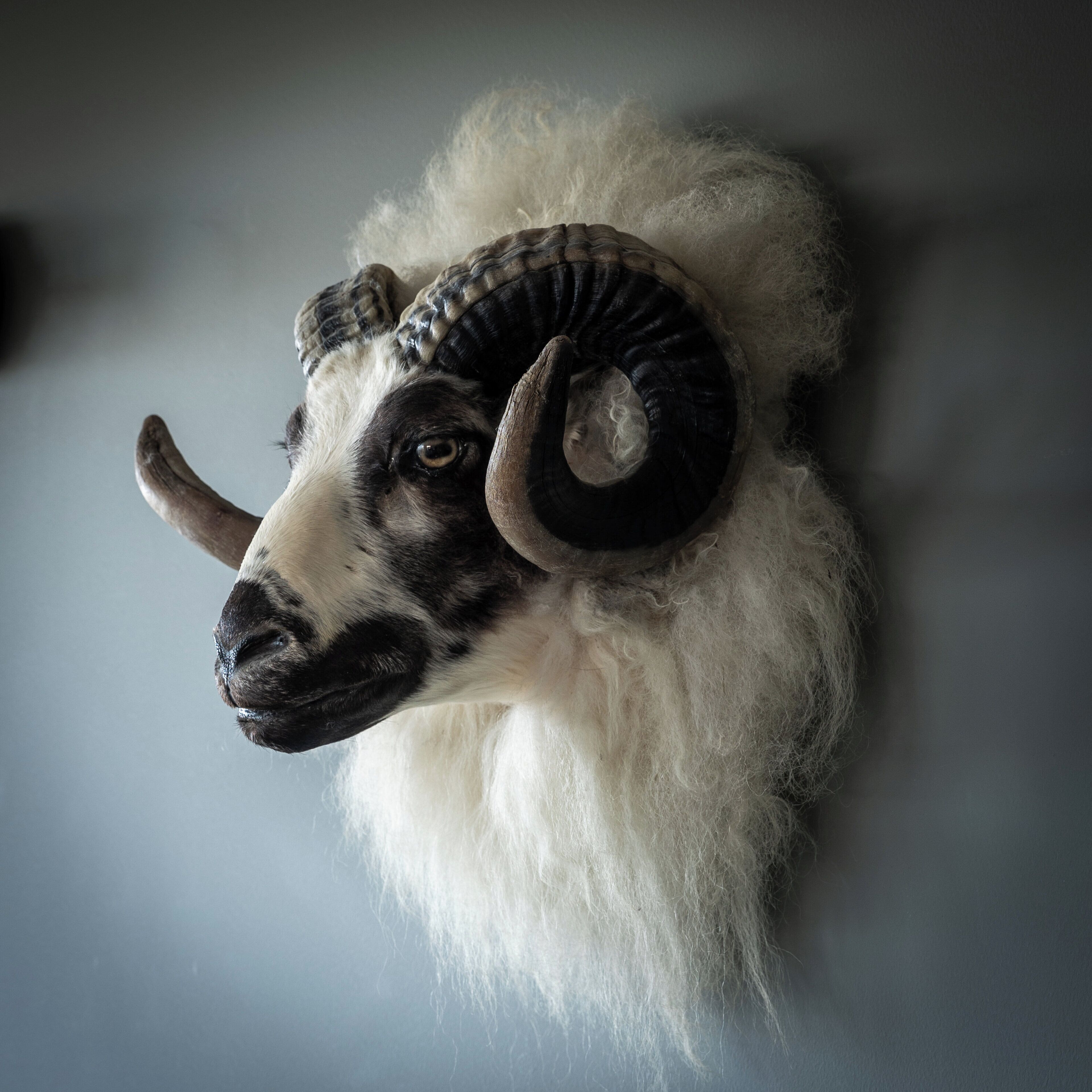 A mounted ram head with prominent horns and a shaggy white beard.