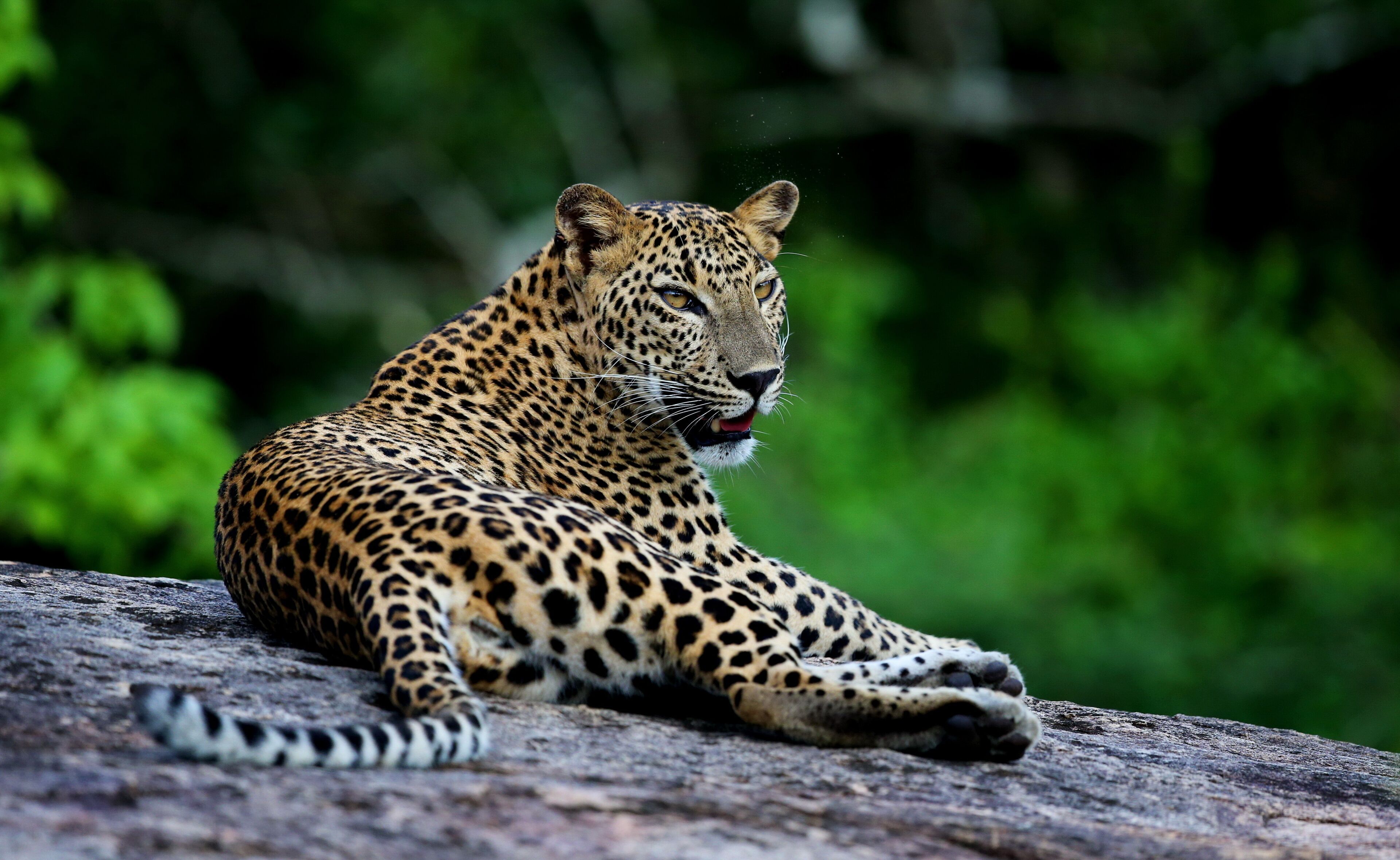 A leopard lying on a rock.