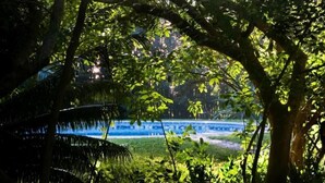 A lush, green outdoor area with dense foliage and a view of a water body. - Palmeiras Lodge (Vilanculos)
