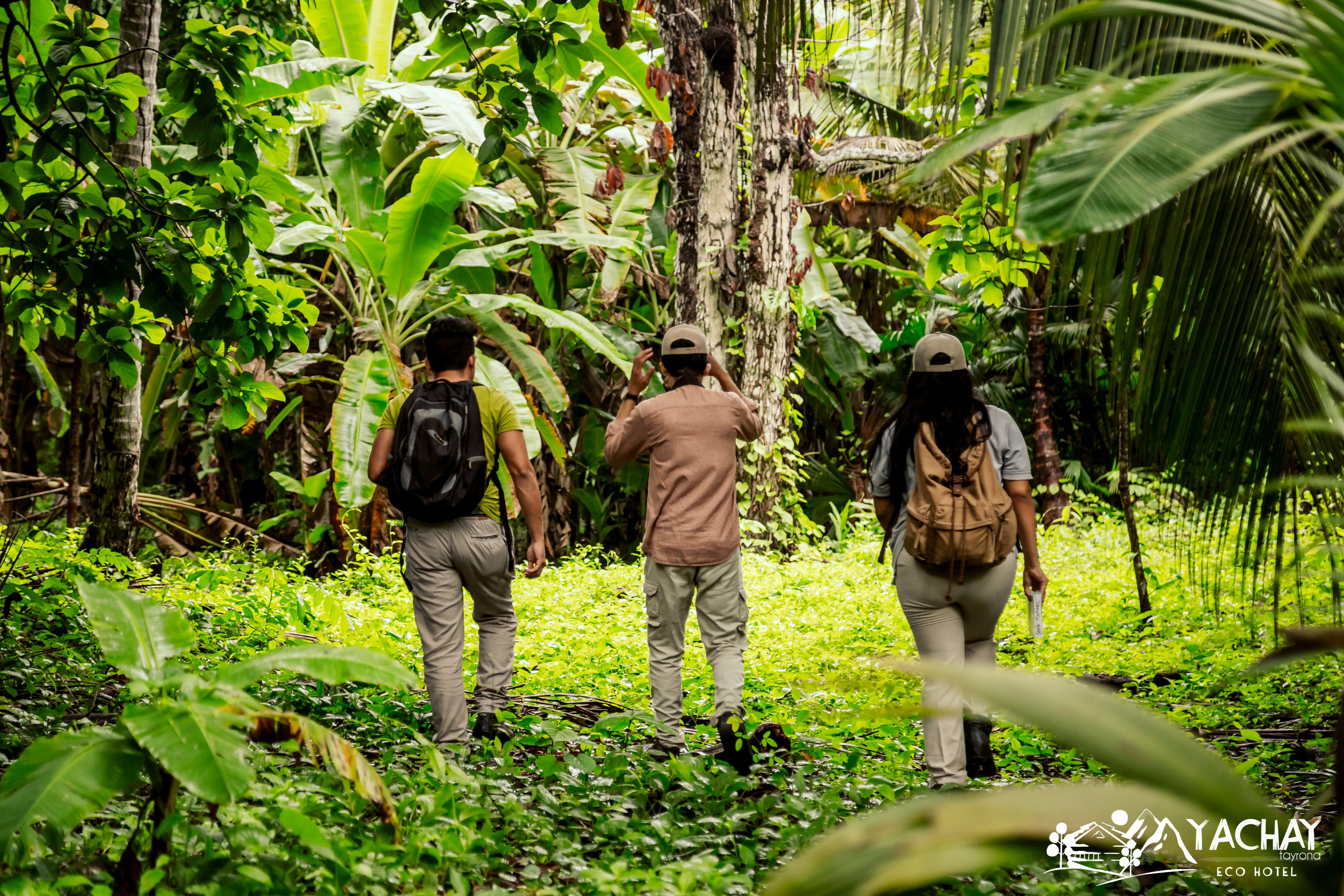 Three people walking through a lush, green forested area.