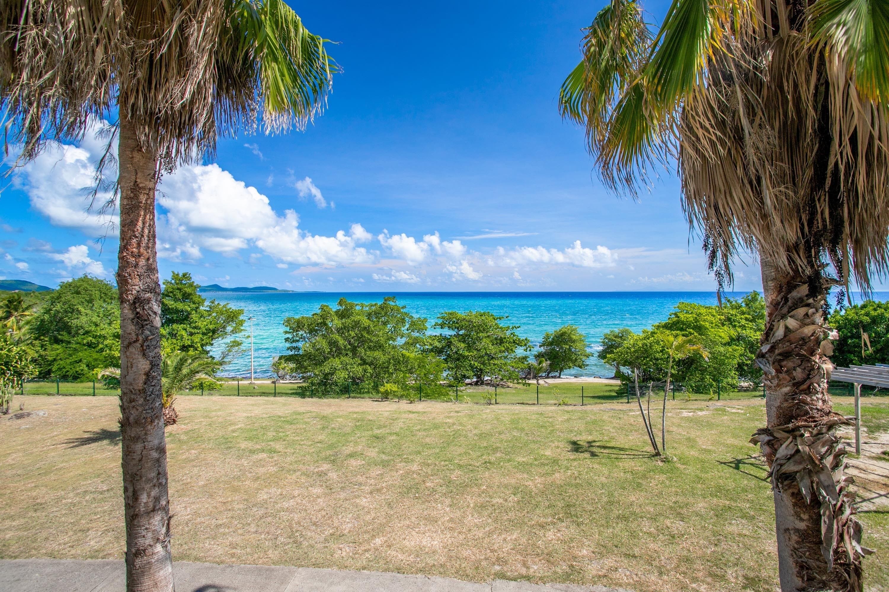 A view of a beach with palm trees, a grassy area, and the ocean.
