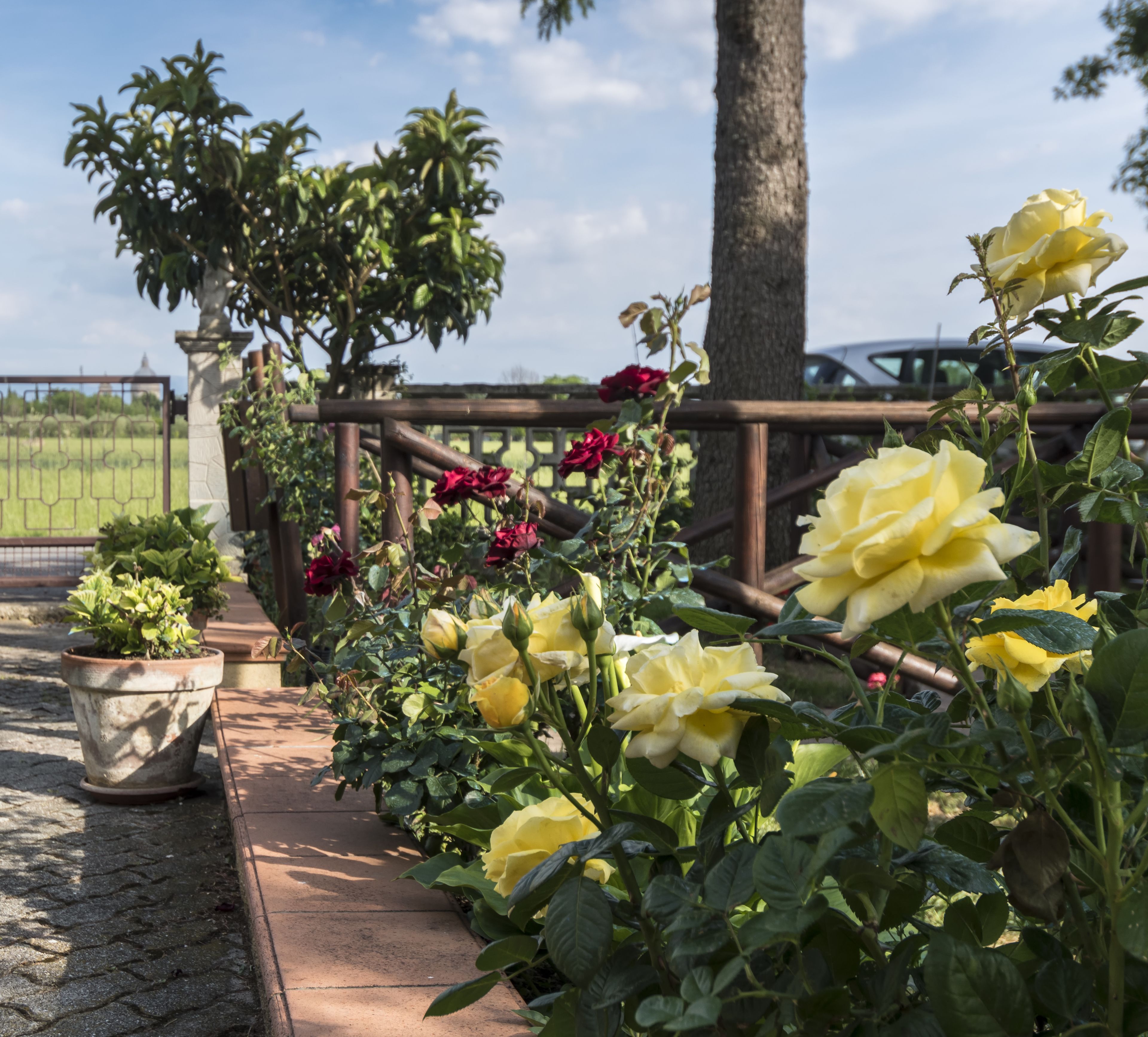 Um jardim com rosas amarelas e vermelhas, uma palmeira e um cercado de madeira.