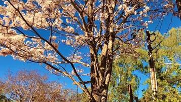 Un árbol con flores rosadas, una cerca y un cielo azul despejado.