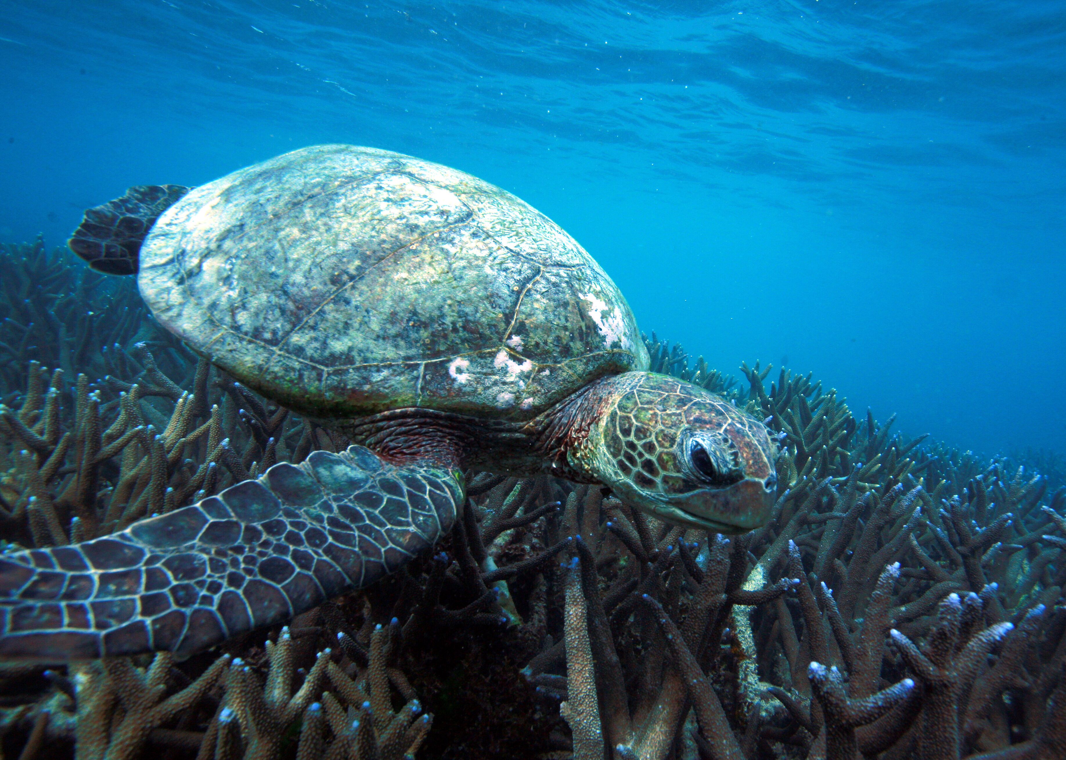 A sea turtle swimming near a coral reef.