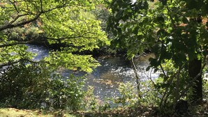 Een natuurlijk landschap met een kleine beek, omringd door dichte begroeiing en bomen.