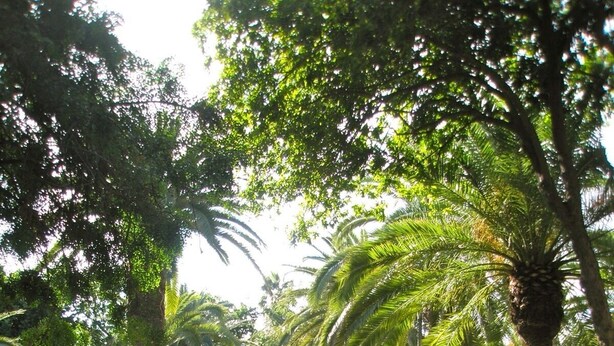 A tranquil garden with a pond, lush greenery, and palm trees.