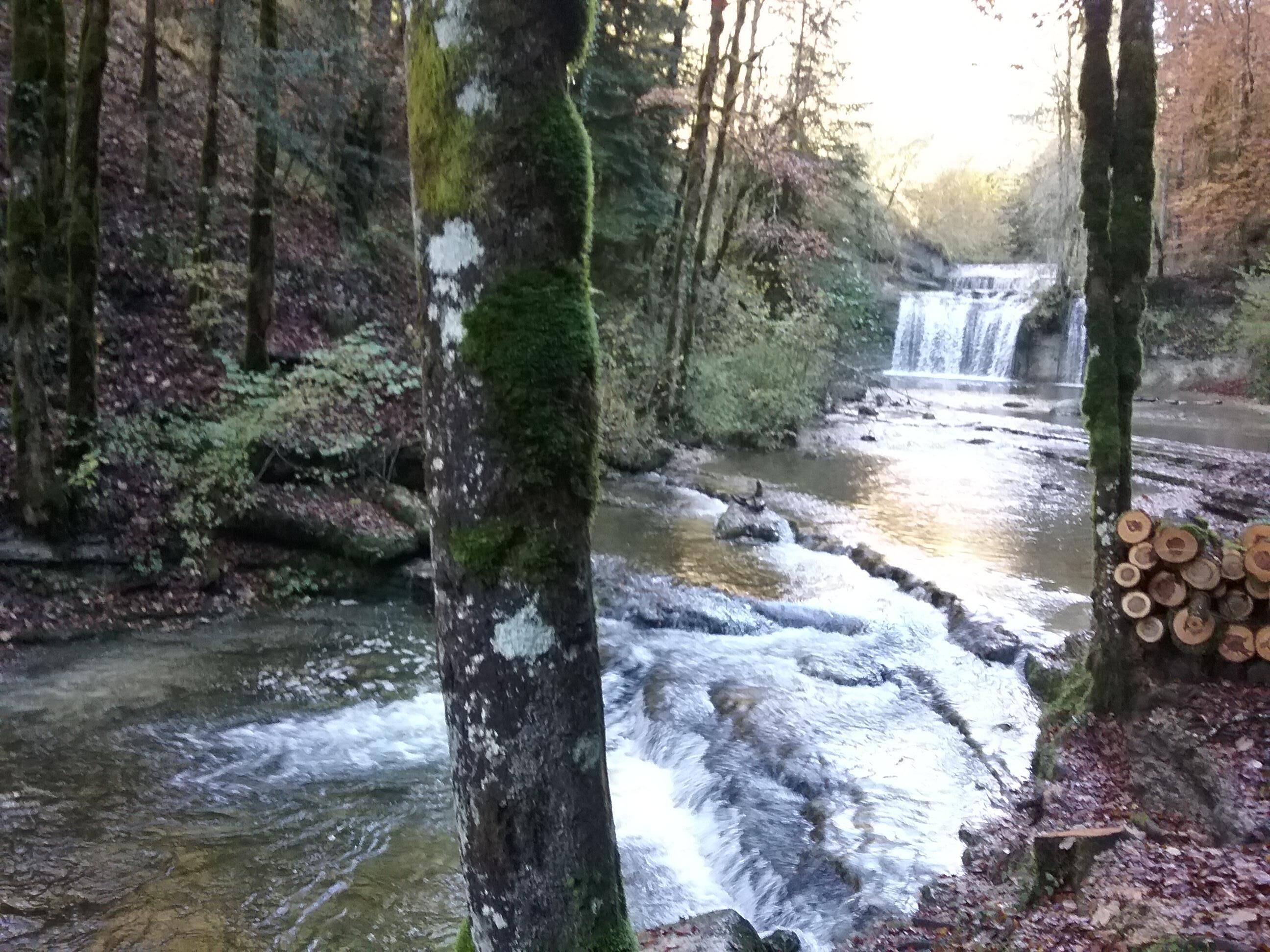 A forested area with a flowing river and a small waterfall.