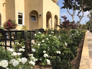 Property grounds - Charming Casa Montecito, Newly Renovated in Peaceful Mission Hills (San Diego)