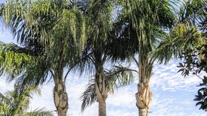 A sign for Silver Creek with palm trees and a landscaped garden. - FREE Pool/Spa heat - AMAZING  REVIEWS! Be My Guest!!  (Clermont)