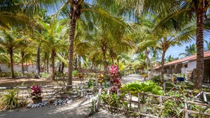 A courtyard with palm trees, potted plants, and a wooden fence.