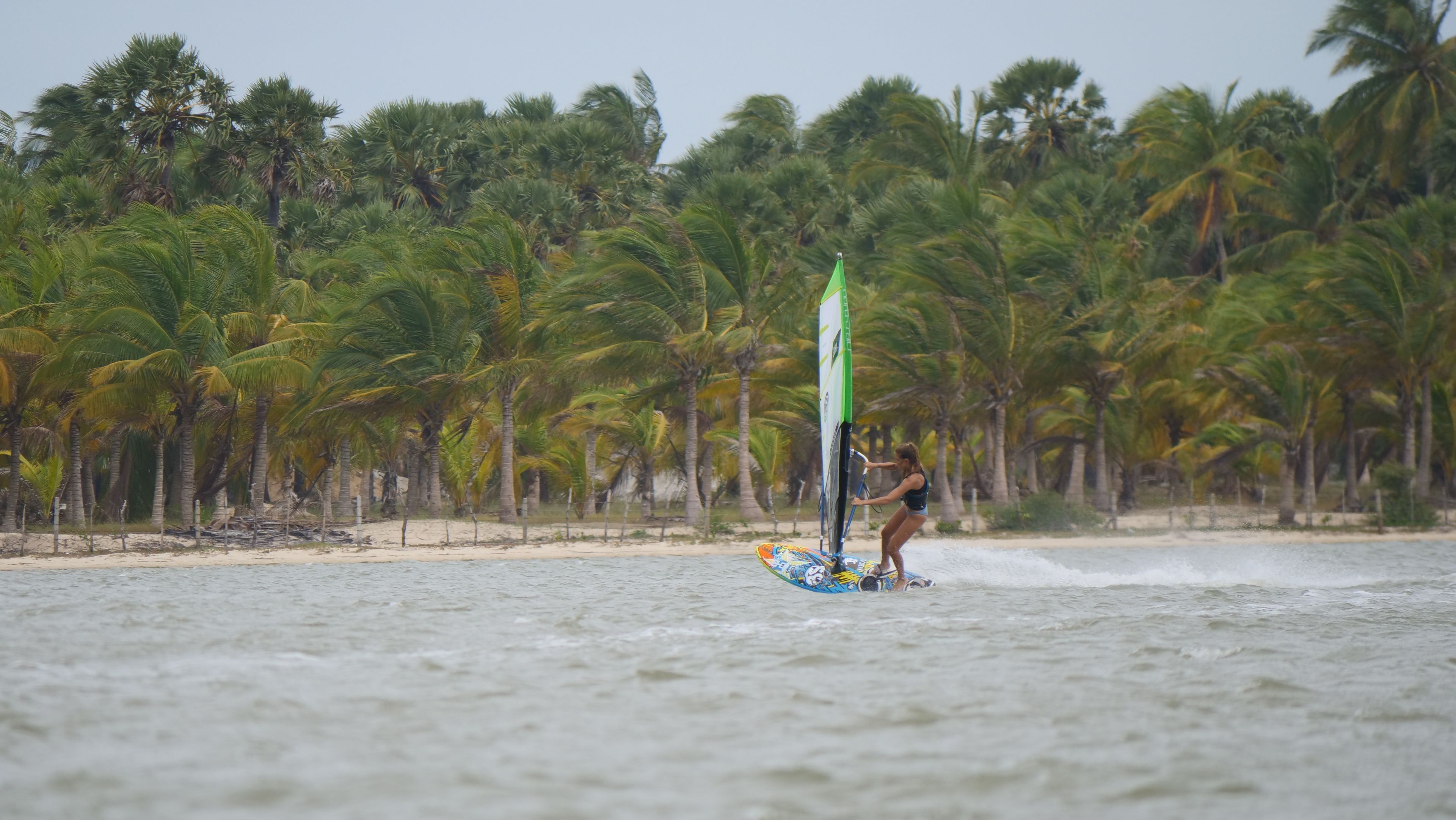 Eine Person windsurft am Strand, im Hintergrund Palmen.