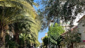 Una calle pavimentada bordeada de palmeras y edificios de piedra.