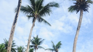 Tall palm trees with a white fence in the foreground. - shell villa apartel resort (Koror)