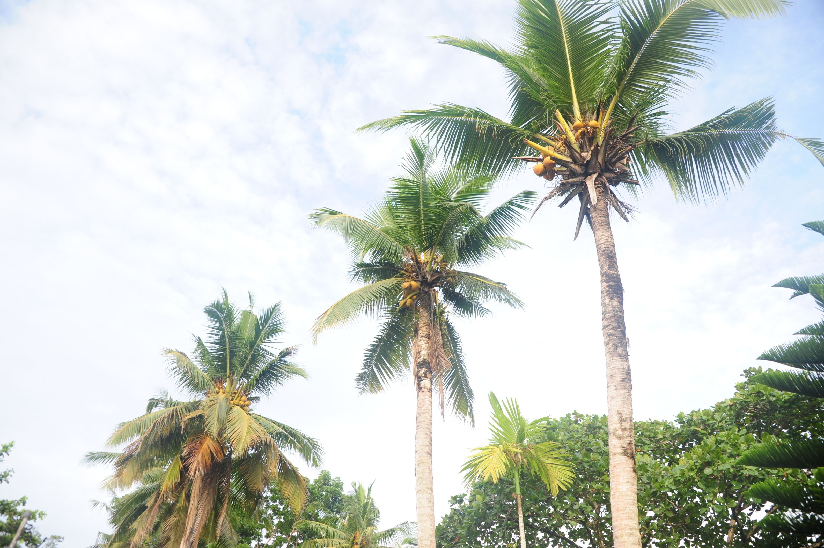 Tall palm trees with coconuts against a partly cloudy sky.