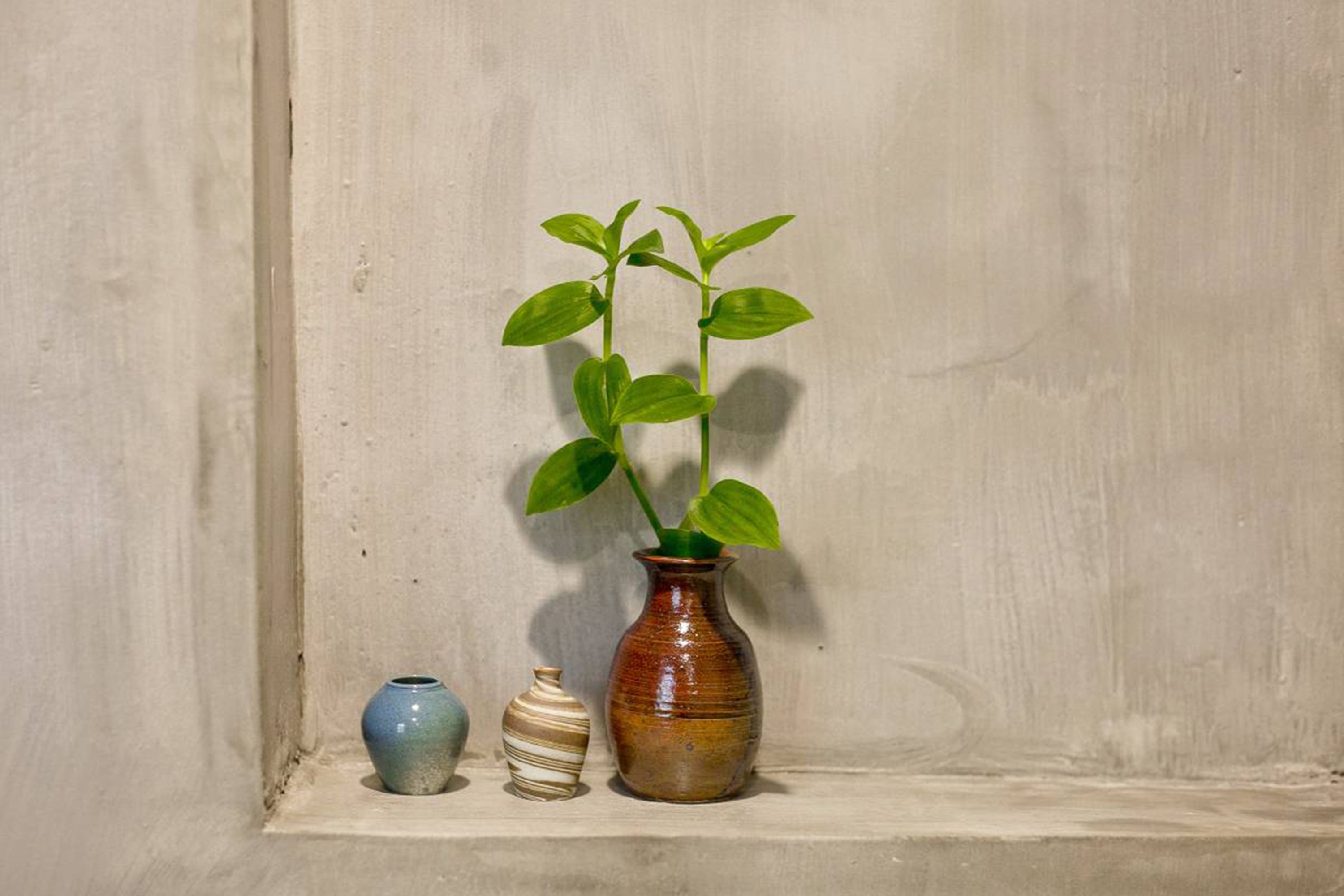 Eine Pflanze in einer braunen Vase auf einem Regal vor einer schlichten Wand.