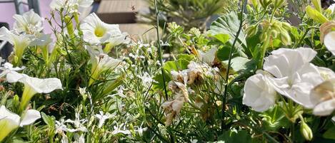 經典平房, 陽台, 泳池景觀 | 高級寢具、記憶床墊、獨特裝潢、布置獨特