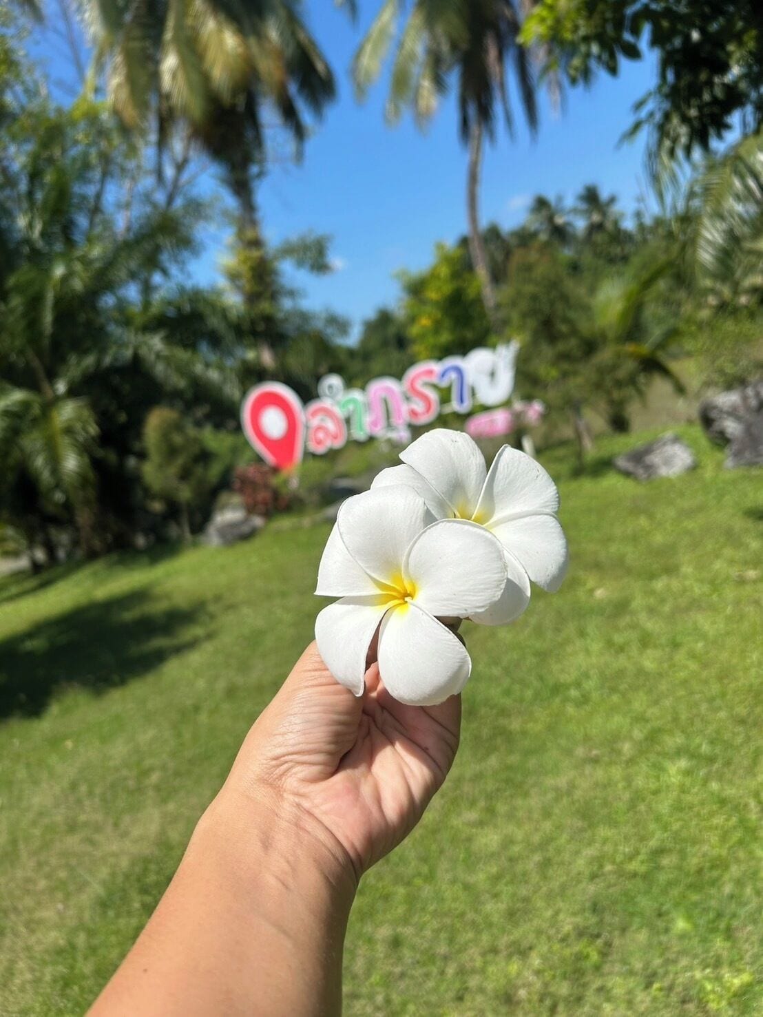 Uma mão segura uma flor branca contra um cenário tropical, com uma placa à distância.