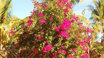 花園
