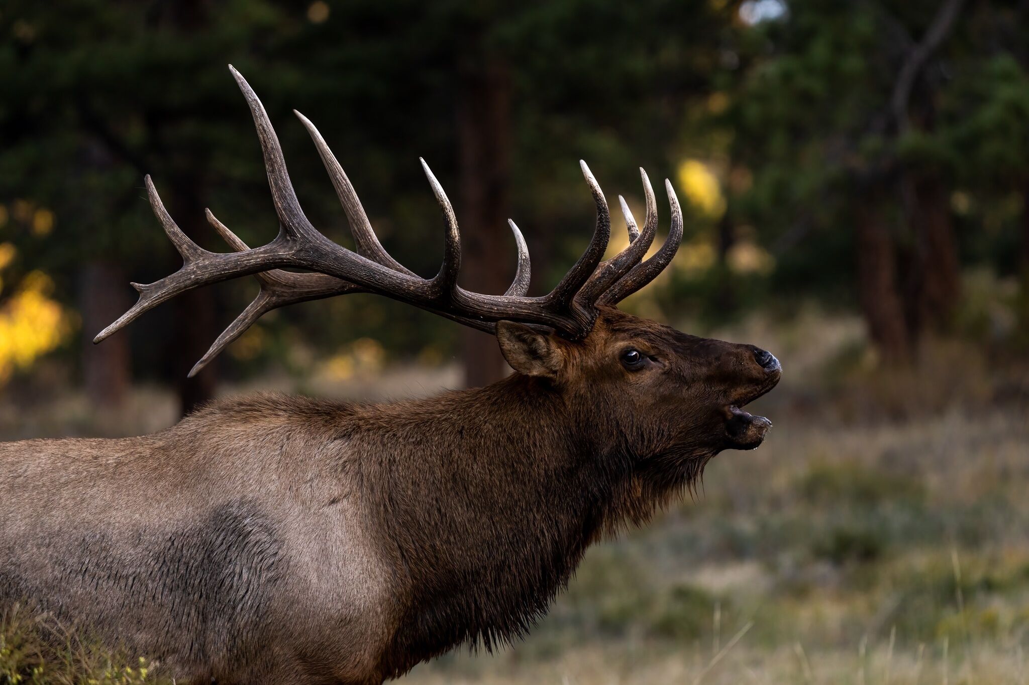 A large elk with prominent antlers in a natural setting.