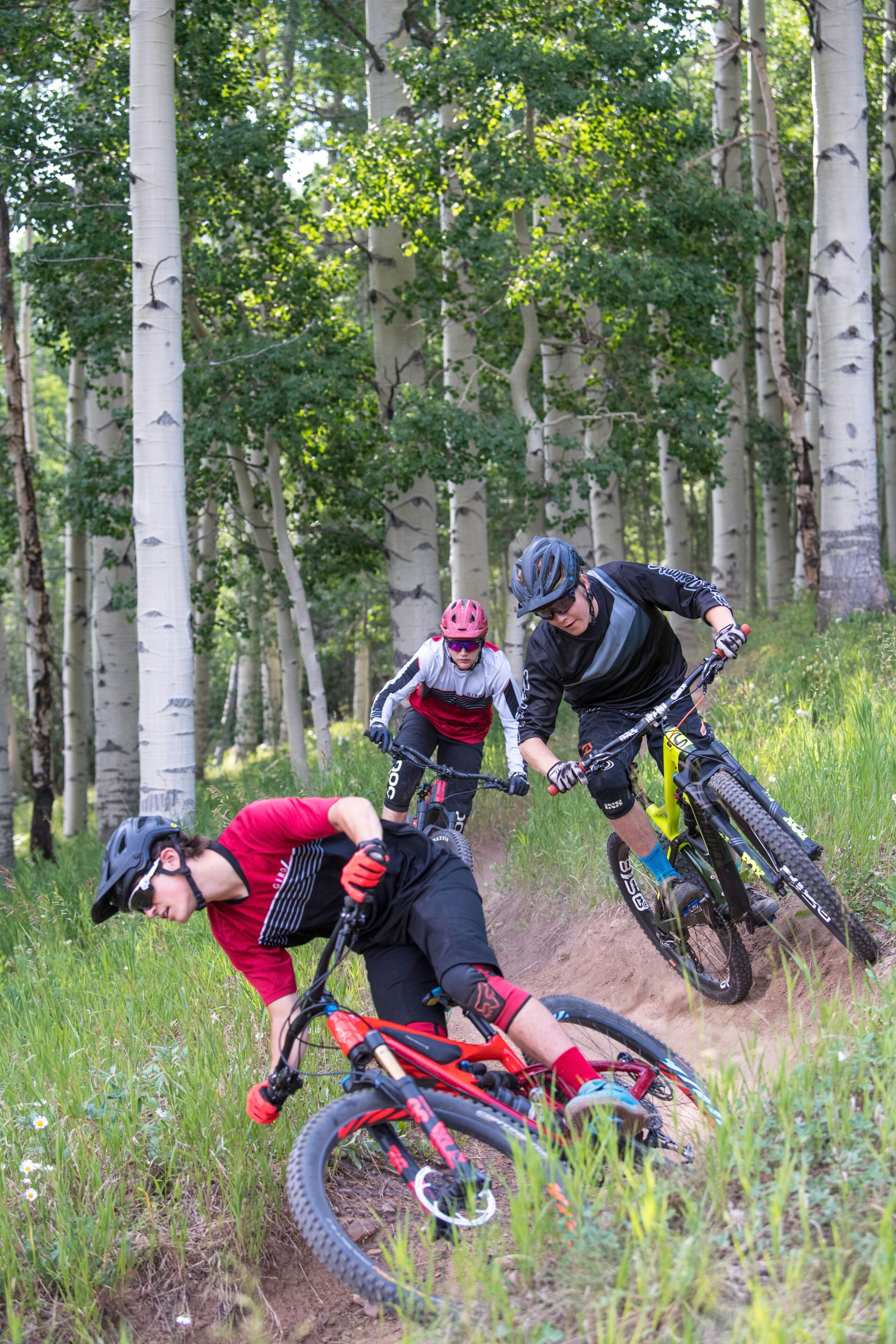 Tres ciclistas de montaña en un sendero, con abedules al fondo.