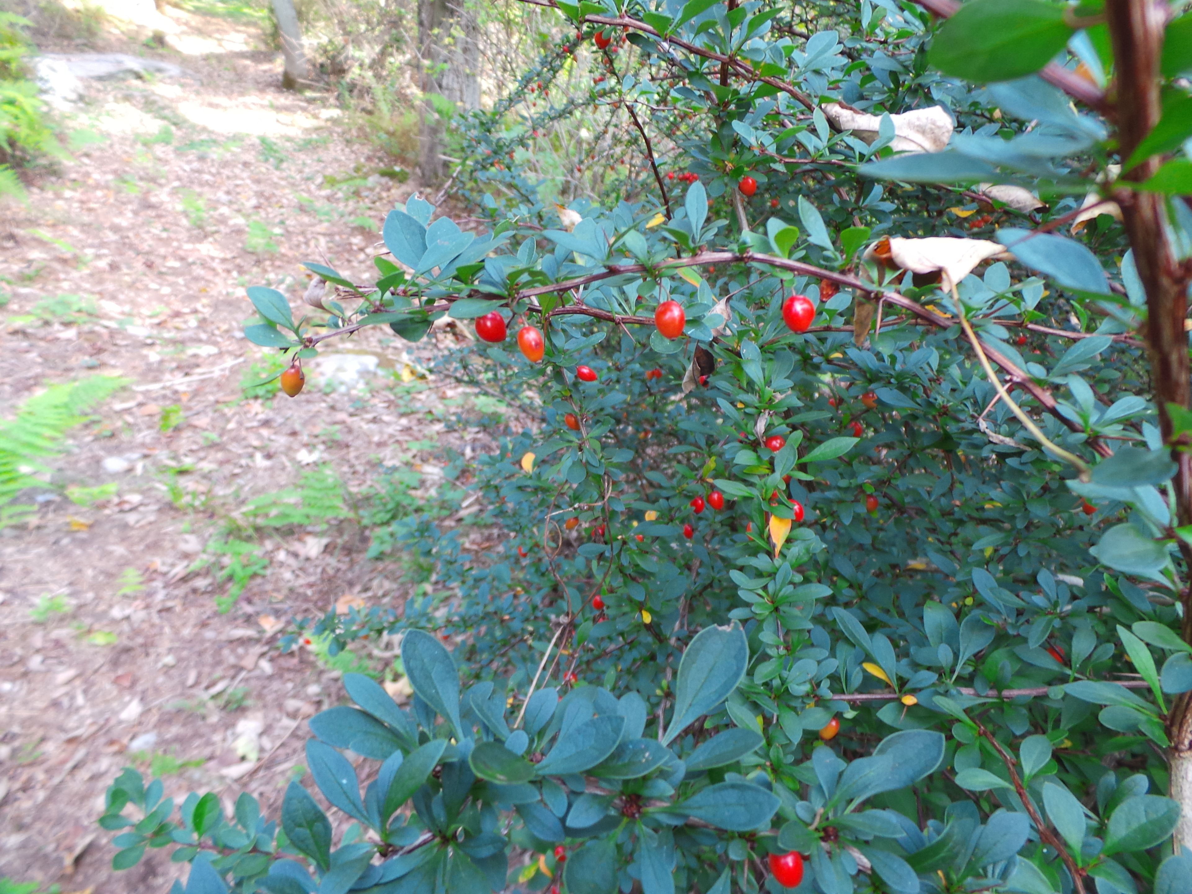 A dense shrub with green leaves and red berries.