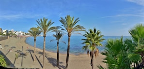 A beach with palm trees, a clear sky, and a calm sea.