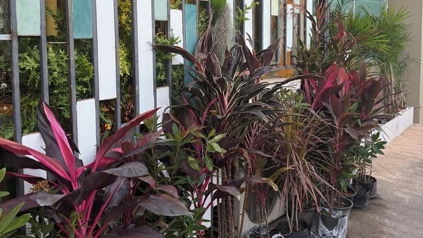 A row of potted plants in front of a building with a white and green fence. - Day Hotel Khon Kaen (Khon Kaen)