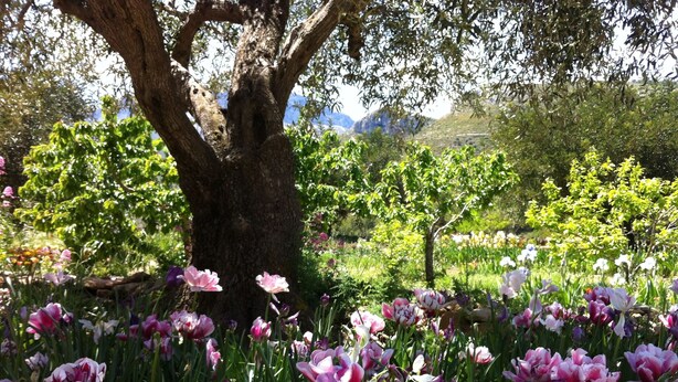 A garden with a large tree and blooming flowers. - Beautiful apartment near the beach with a view of the pool and the mountain 'Segaria' (El Verger)