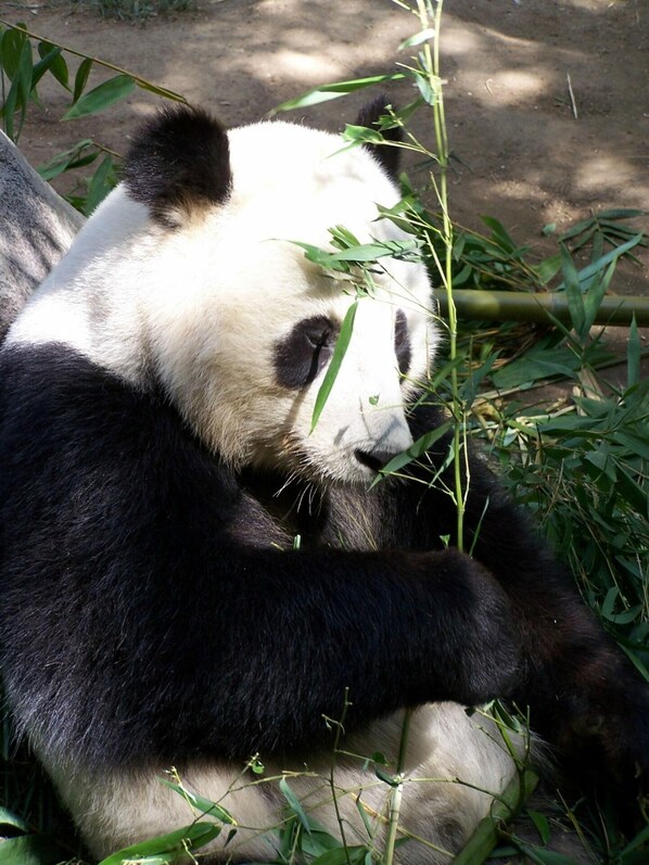 A panda resting among bamboo plants.