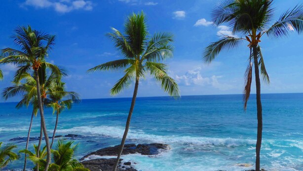 A beach with palm trees, ocean waves, and a clear sky. - Direct Oceanfront Condo!  Sea Turtles & Beautiful Sunsets from the Lanai (Kailua-Kona)