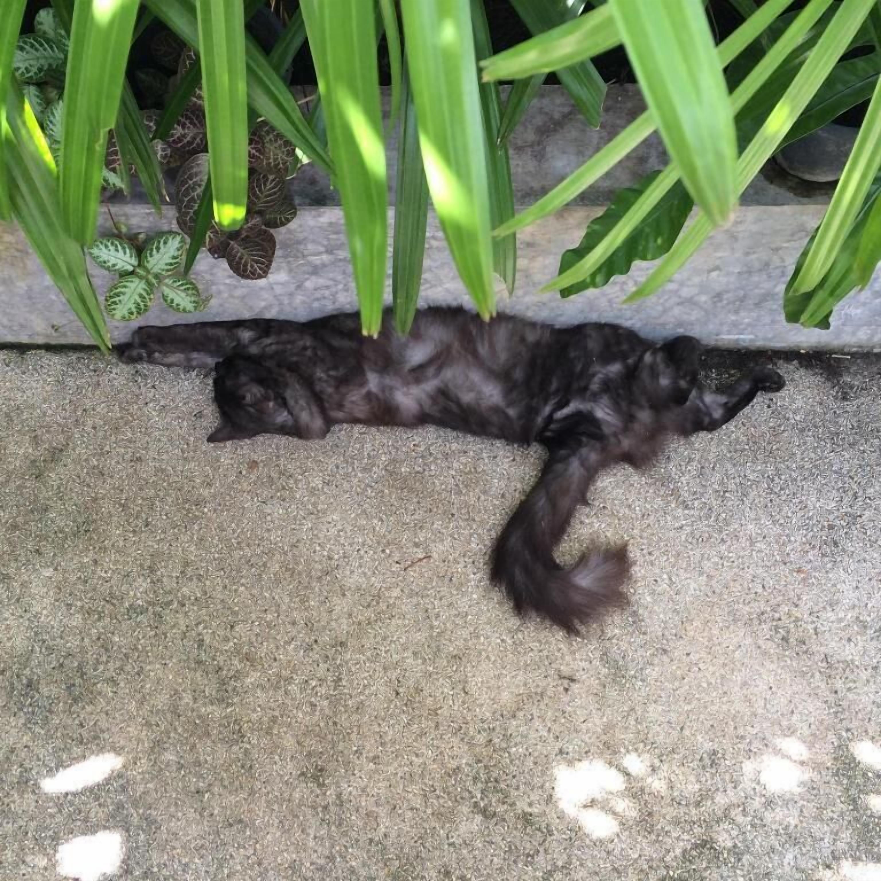 Foto - Fern House Retreat