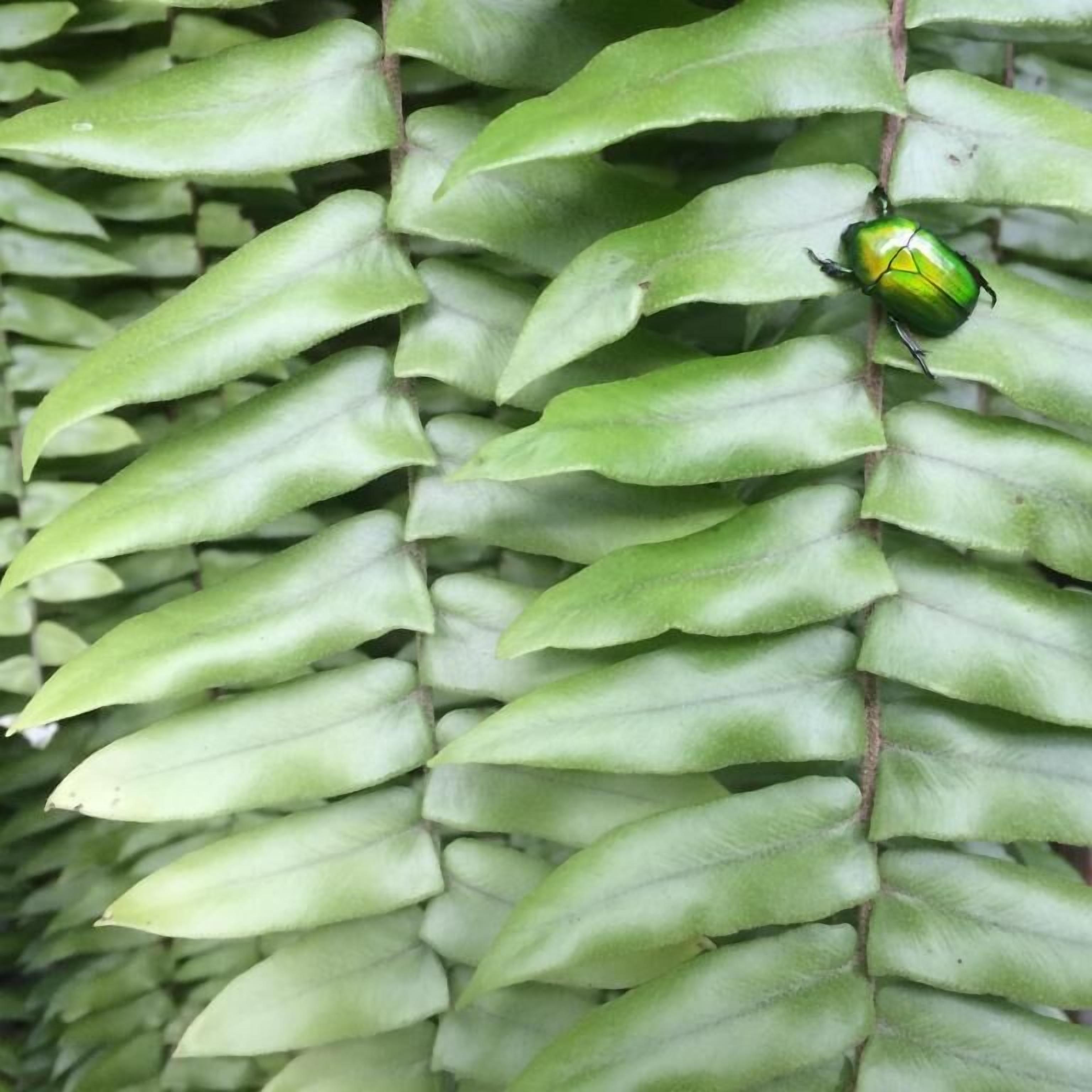 Foto - Fern House Retreat