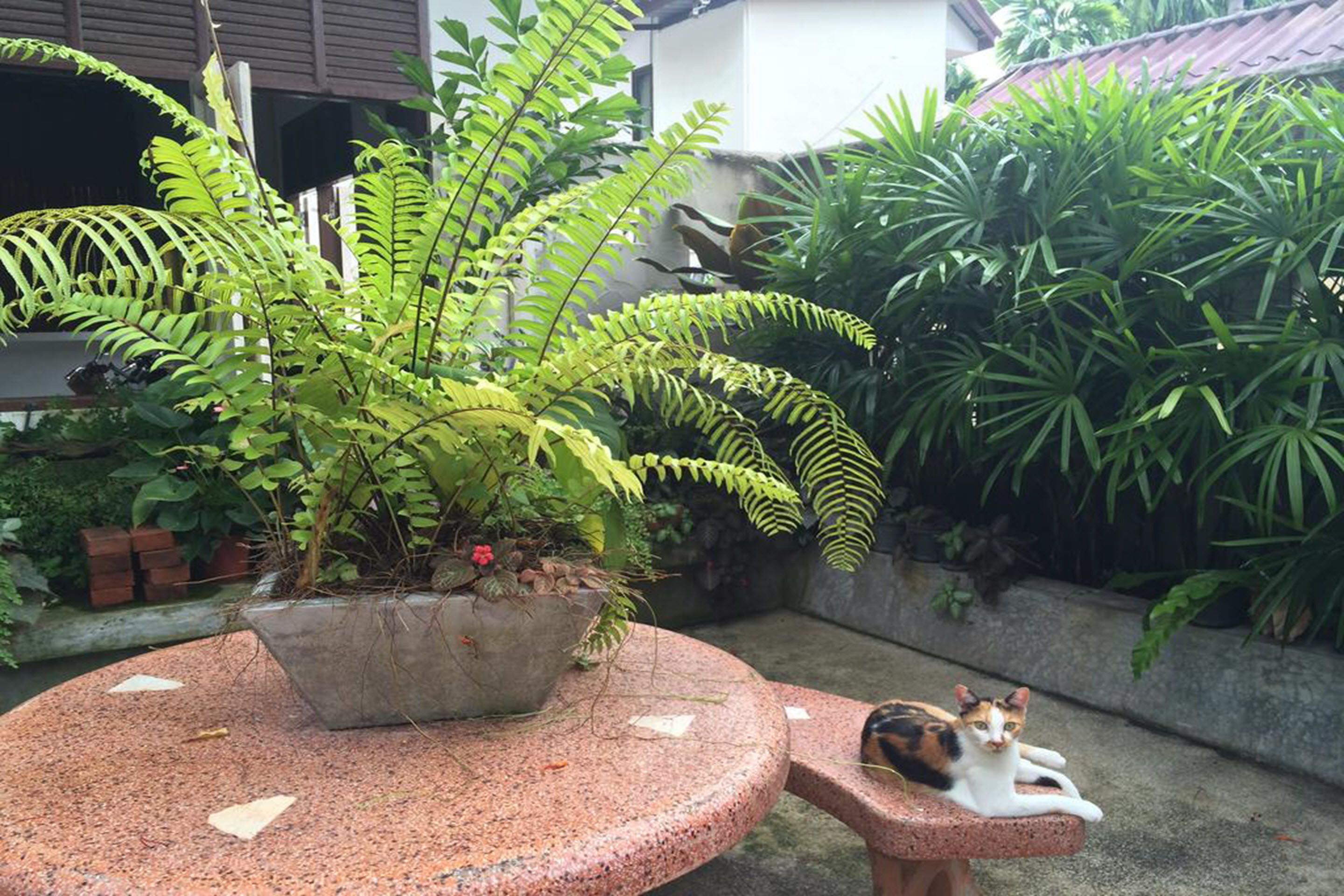 Foto - Fern House Retreat