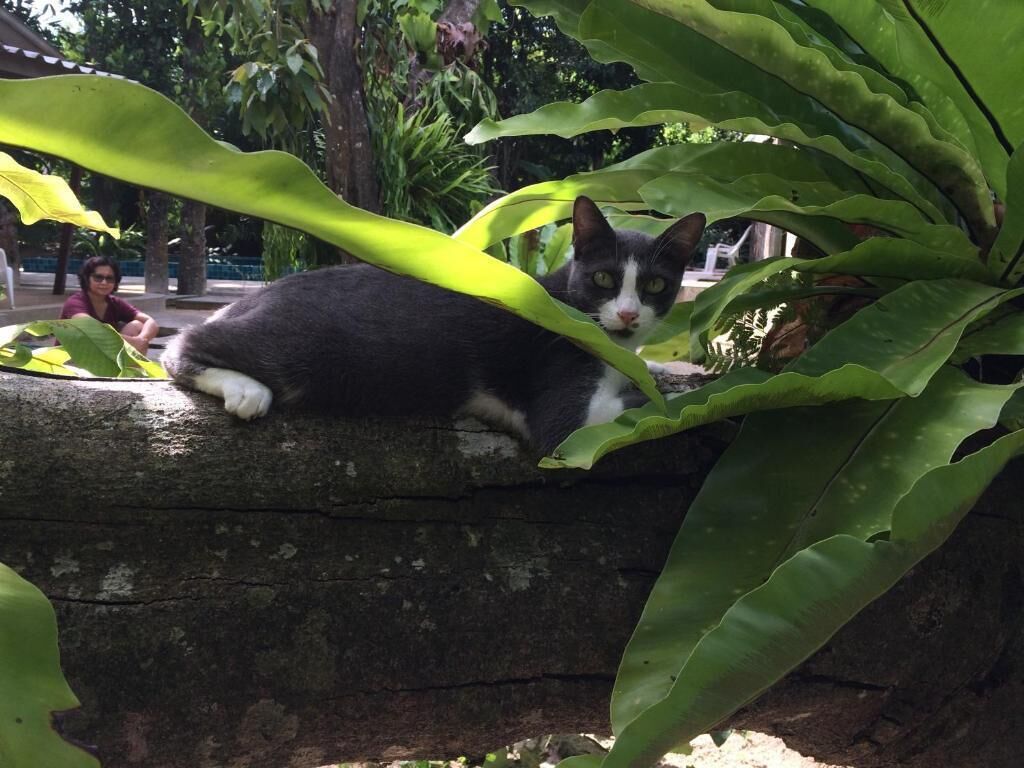 Foto - Fern House Retreat