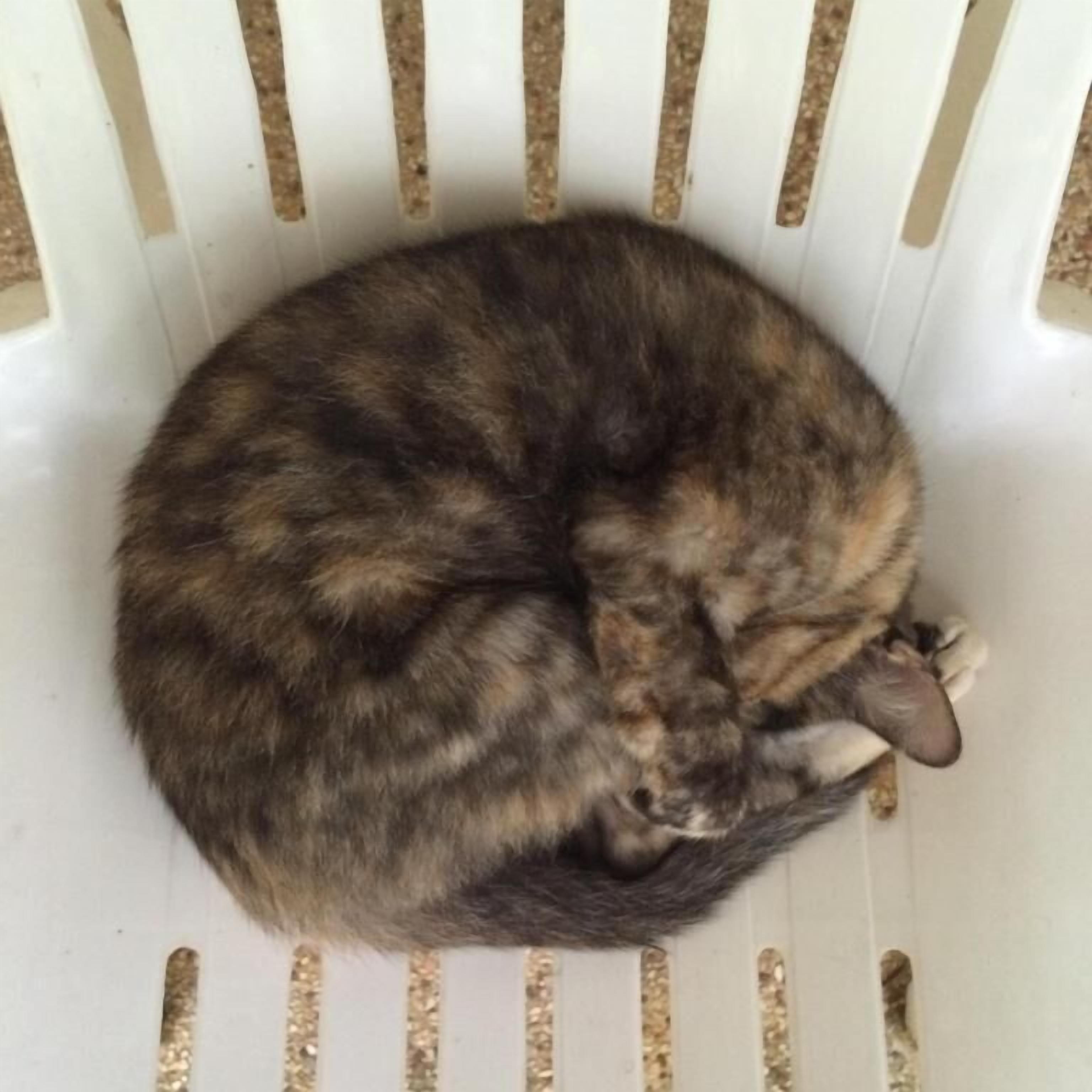 Foto - Fern House Retreat