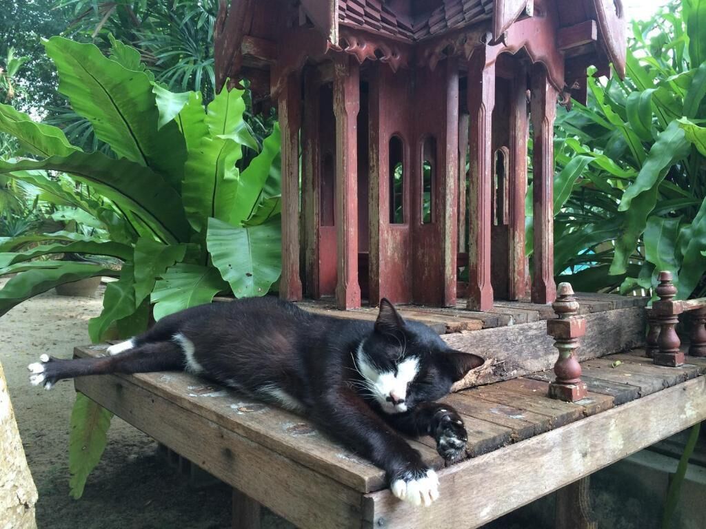 Foto - Fern House Retreat