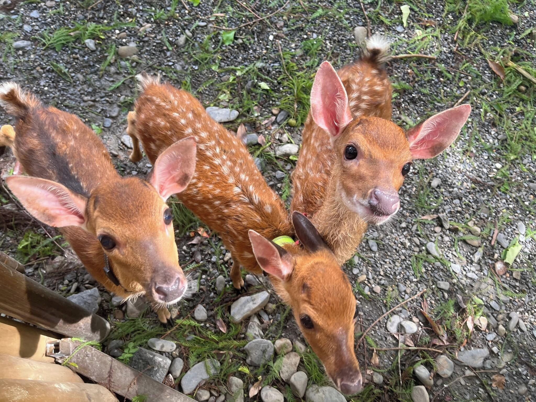 Three deer standing on a gravel path with greenery around.