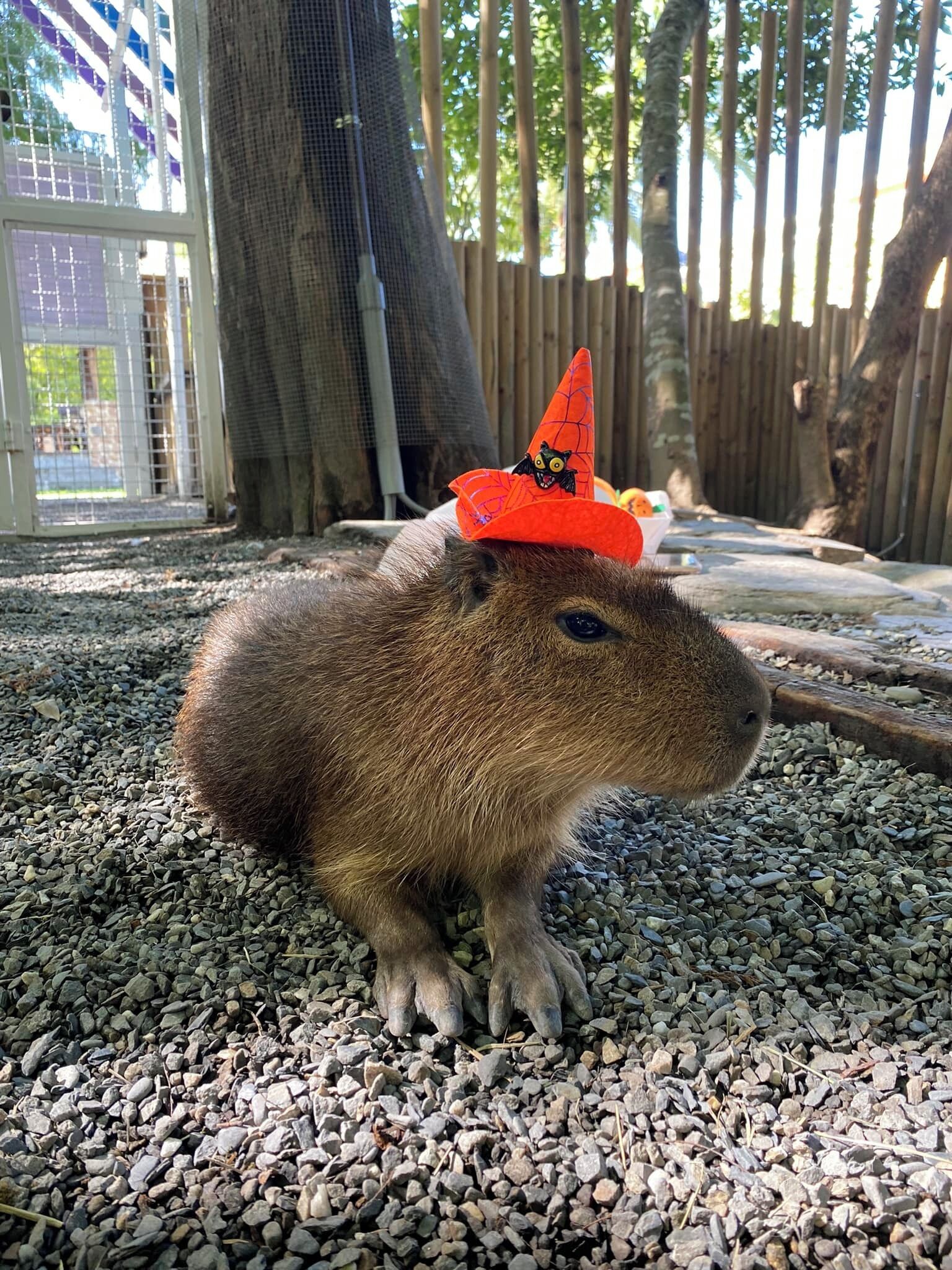 A capybara wearing a Halloween hat.