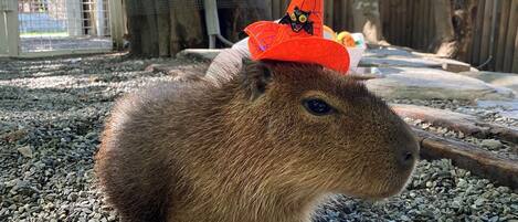 A capybara wearing a Halloween hat.