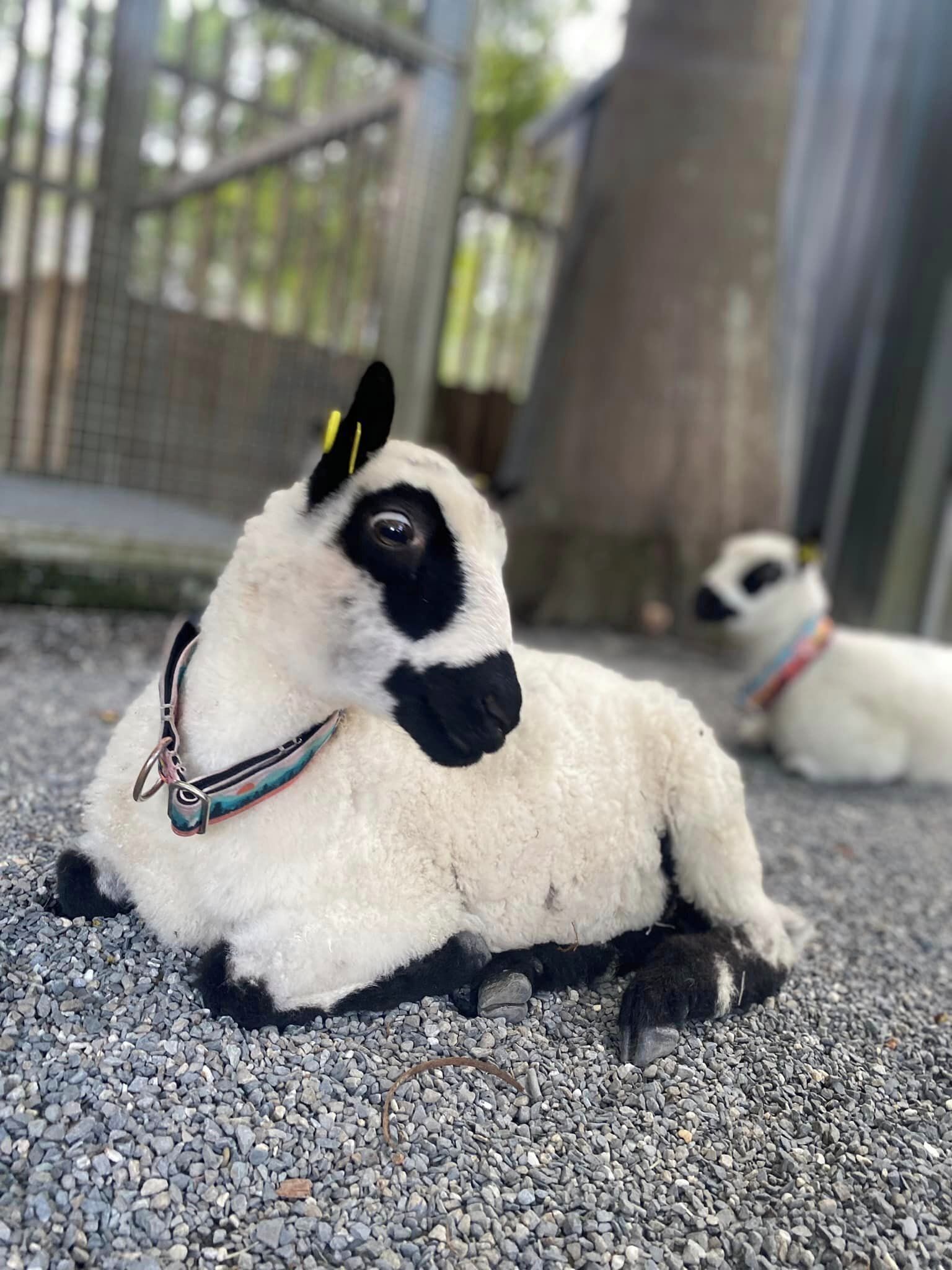 A white goat with black markings lying on a gravel surface.
