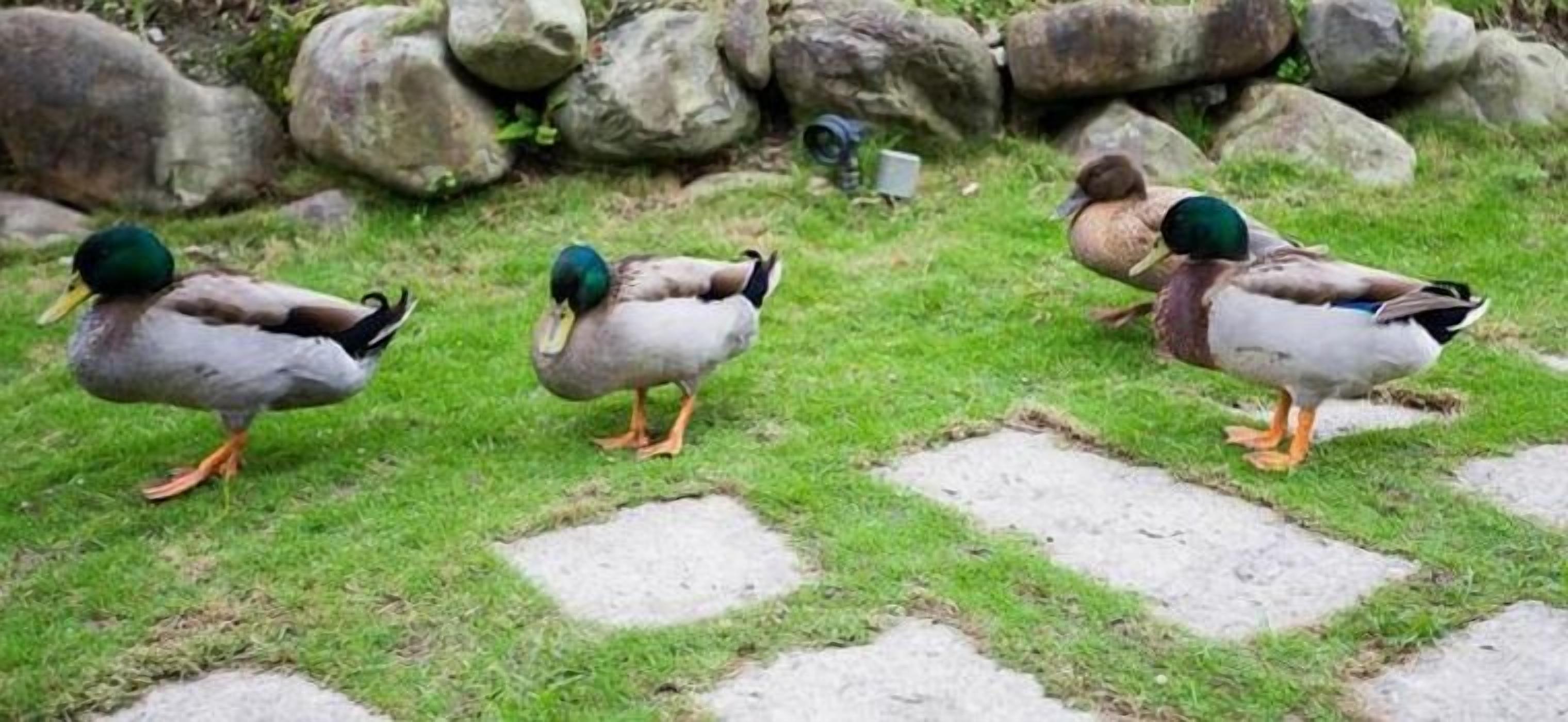 Tres patos de pie sobre un sendero de piedra rodeado de hierba y rocas.