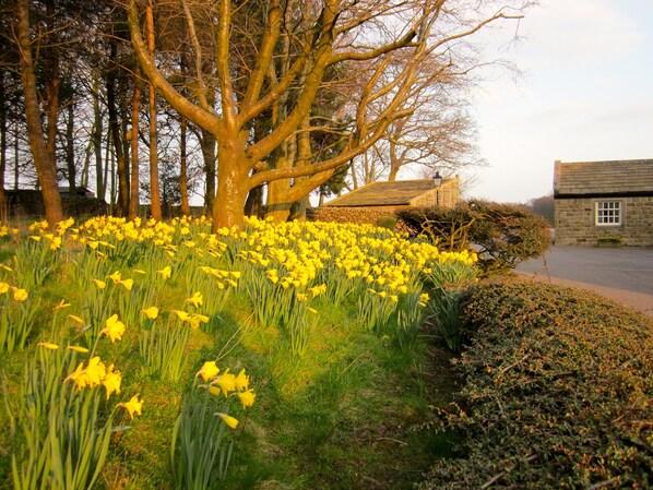 Un campo de narcisos amarillos, un edificio de piedra y un árbol.