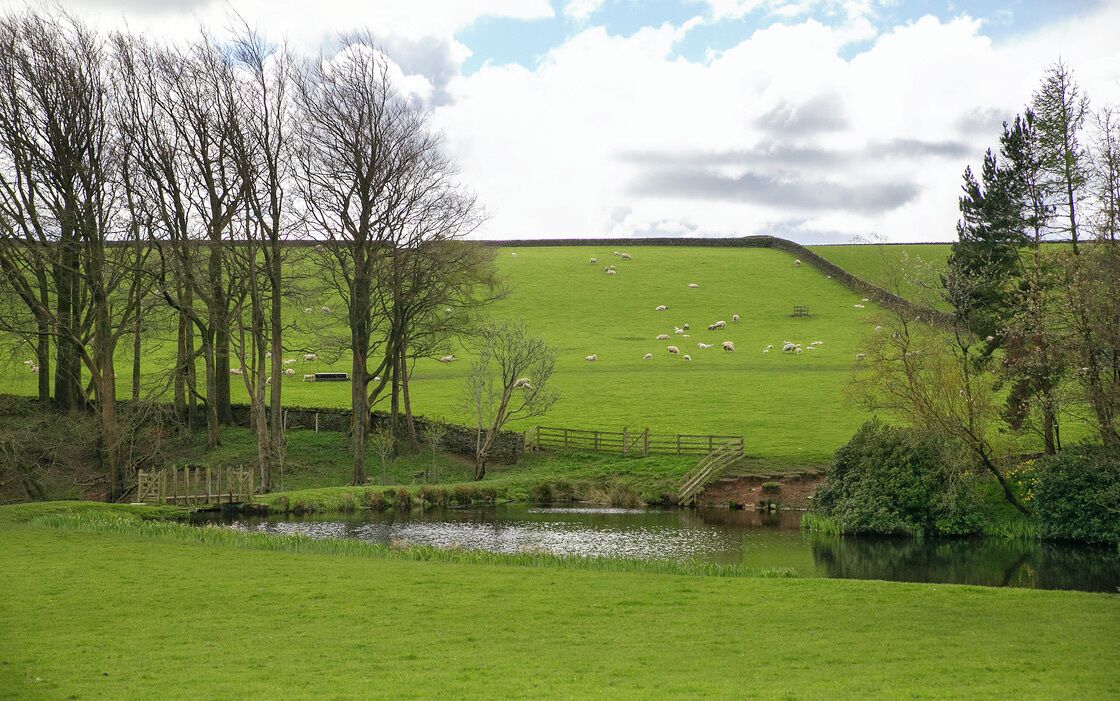 A rural landscape with a green field, a small pond, and sheep grazing in the distance.