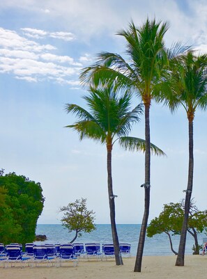 A beach with palm trees, blue lounge chairs, and a view of the sea. - Oceanfront Key Largo Paradise~Private Beach~Cafe/Bar~Pool/Hot tub~Tennis~Marina (Tavernier)