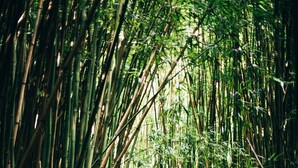 Un sentier en bois qui traverse une forêt de bambous.