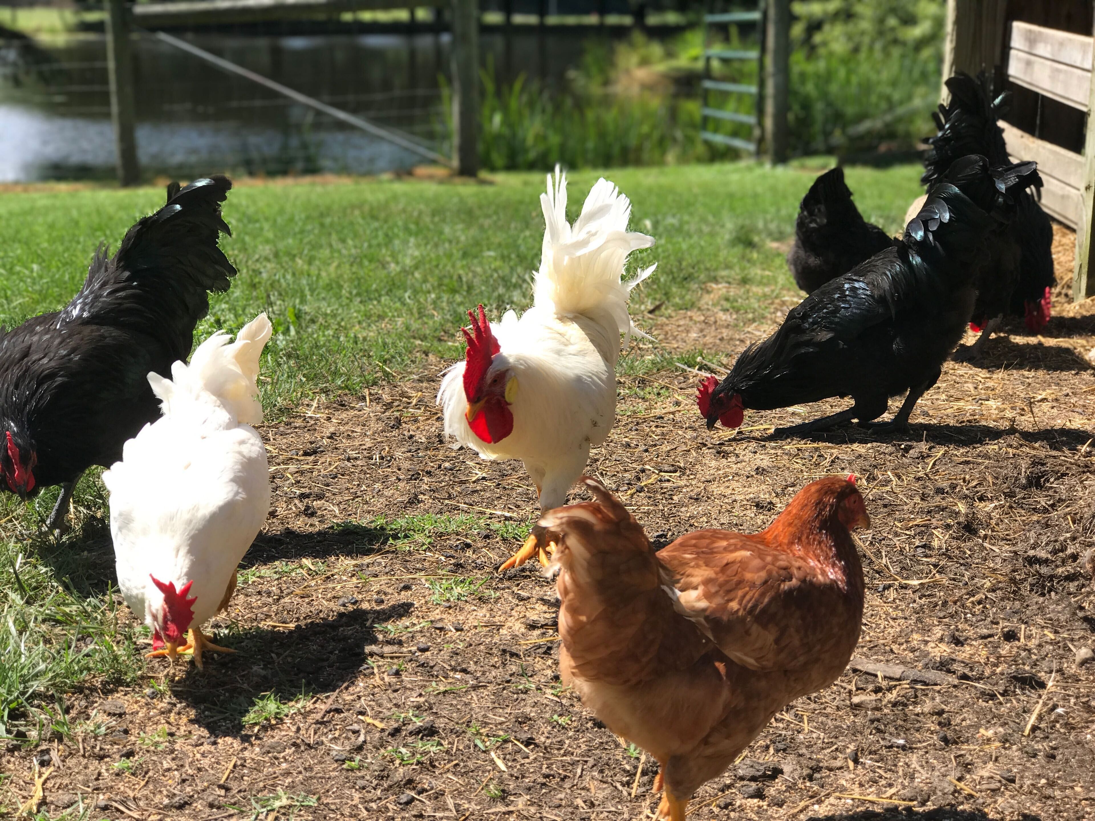 A group of chickens in a fenced outdoor area with a wooden structure in the background.